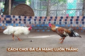 Khám Phá Cách Chơi Đá Gà Sabong Tại 123B Từ Các Chuyên Gia 3 Khám Phá Cách Chơi Đá Gà Sabong Tại 123B Từ Các Chuyên Gia