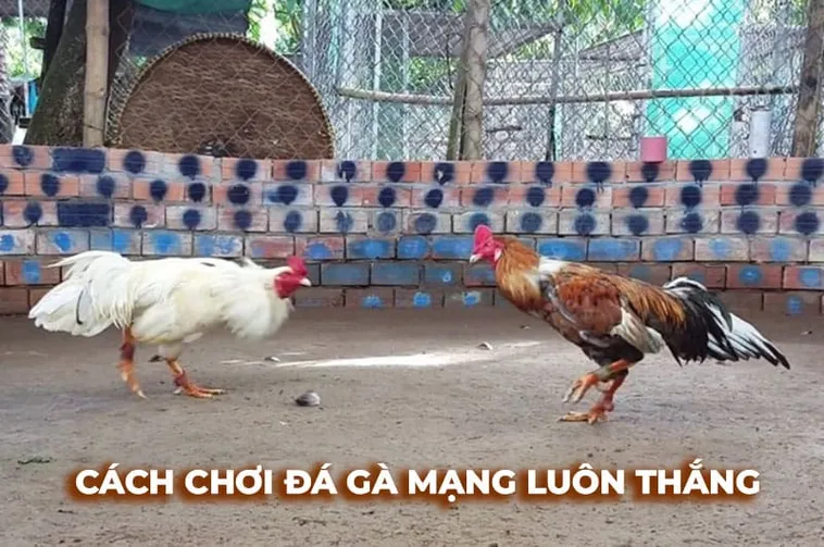 Khám Phá Cách Chơi Đá Gà Sabong Tại 123B Từ Các Chuyên Gia 1 Khám Phá Cách Chơi Đá Gà Sabong Tại 123B Từ Các Chuyên Gia